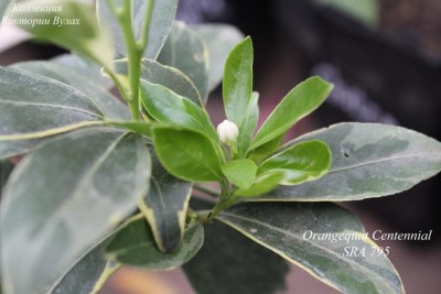 Orangequat Centennial SRA 795 - 